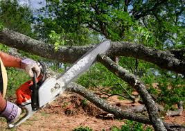 Why Choose Our Tree Removal Services in Fearrington Village, NC?